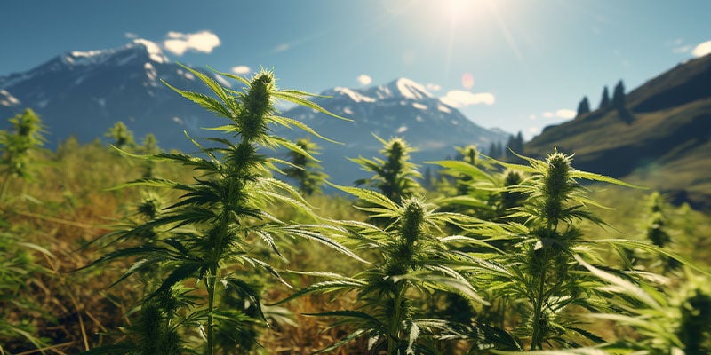 As origens da Cannabis indica