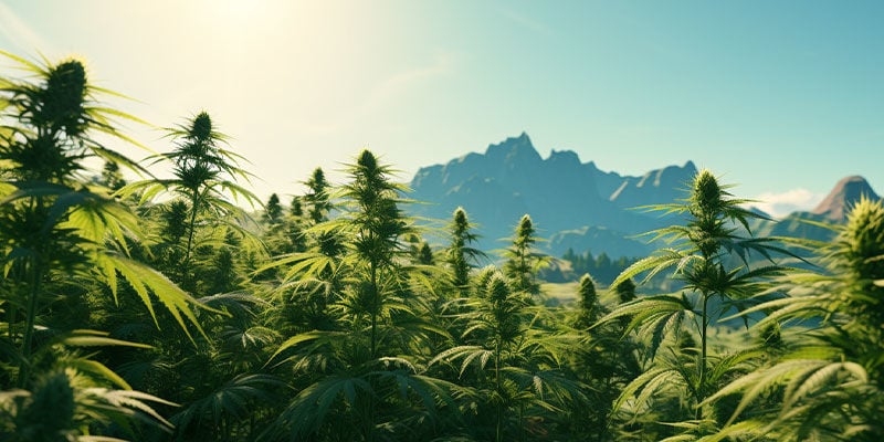 As origens da Cannabis sativa