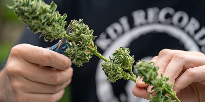 Porque é que a colheita é uma fase crucial no cultivo de canábis?