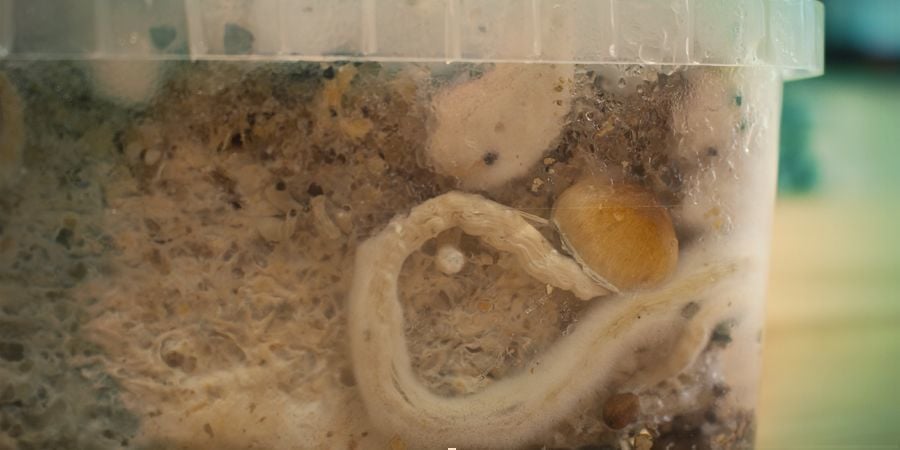 O que são pins laterais de cogumelos mágicos?