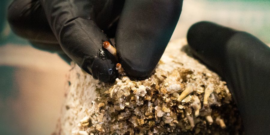 O que fazer com pinos laterais de cogumelos mágicos