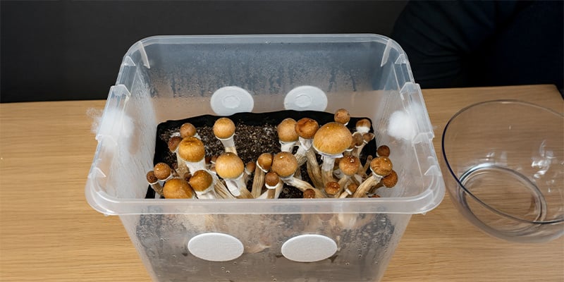 Como funcionam os monotubs e porque são ideais para cultivar cogumelos