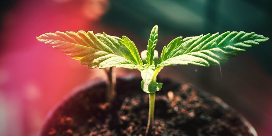 COMO CULTIVAR SUPER SKUNK