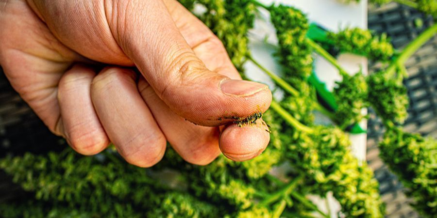 Quais as melhores variedades de canábis para fazer jelly hash?