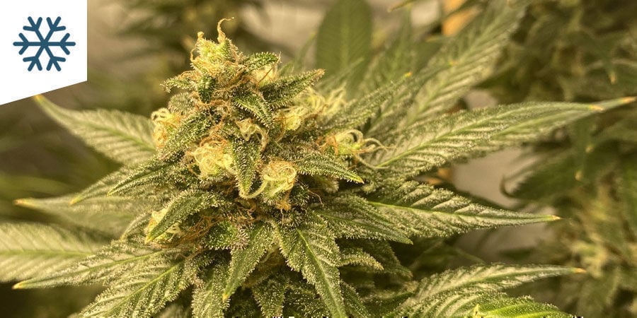 Melhores variedades de cannabis para cultivar em climas frios
