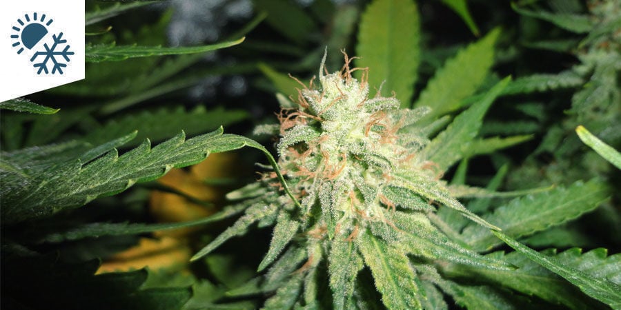 Melhores variedades de canábis para cultivar em clima continental