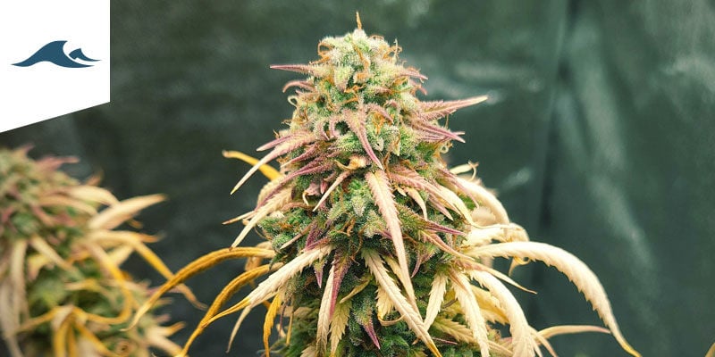 Melhores variedades de canábis para cultivar em clima marítimo
