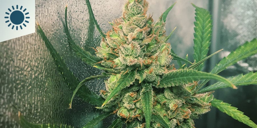 Melhores variedades de canábis para cultivar em clima mediterrânico