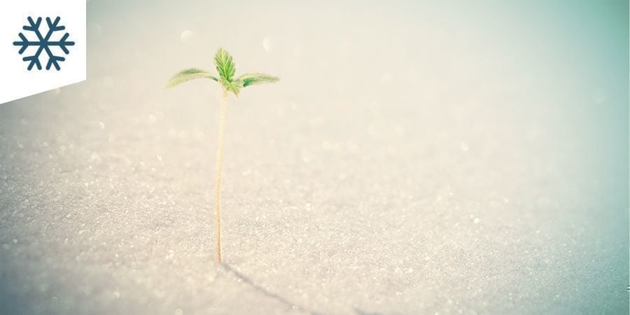 Cultivar canábis em clima frio