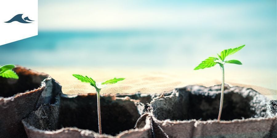 Cultivar canábis em clima marítimo