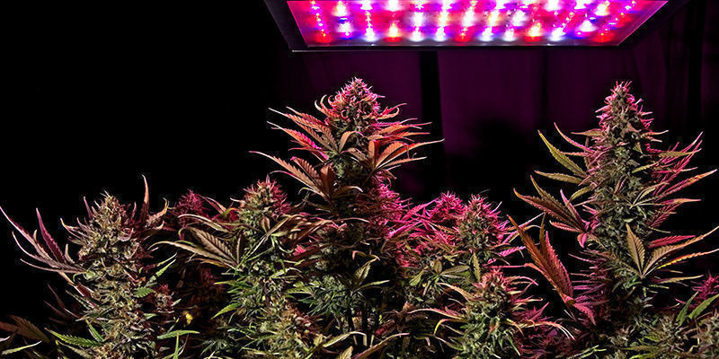 Cultiva em grande: Escolhe a variedade alta ideal para ti