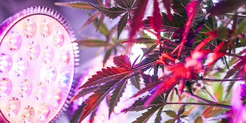 Dicas para cultivar variedades altas de cannabis