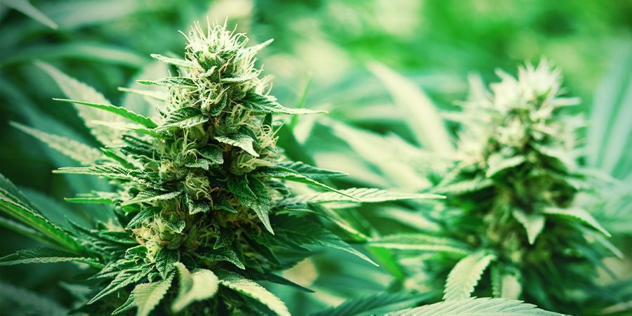 Monster Bud Boost Pack : Cultive Botões Monstruosos