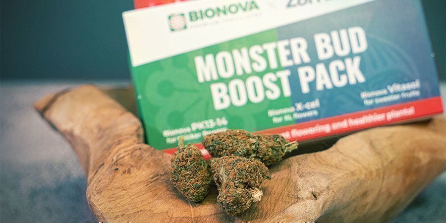 O que é o Monster Bud Boost Pack?