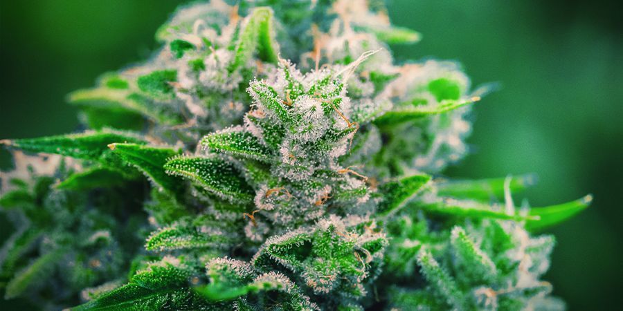 Porquê usar o Monster Bud Boost Pack 