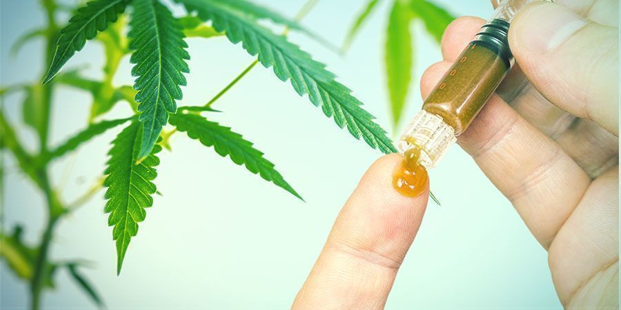 Os benefícios das raízes de canábis