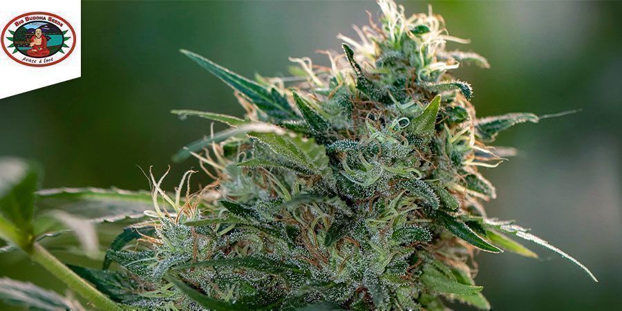 BIG BUDDHA CHEESE FEMINIZADA (BIG BUDDHA SEEDS)