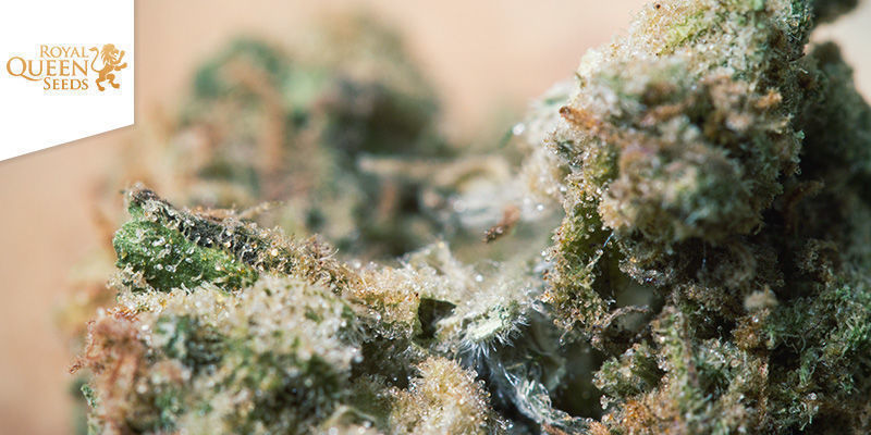 BLUE CHEESE FEMINIZADA (ROYAL QUEEN SEEDS)
