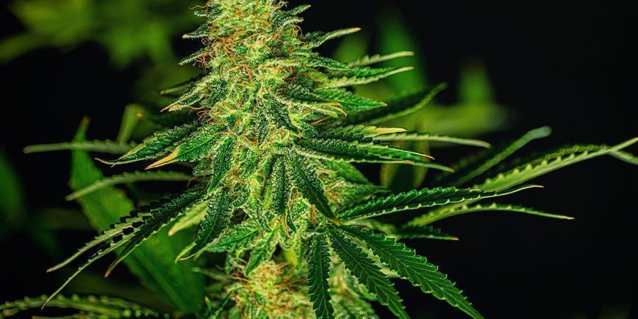O aroma intenso das variedades Cheese