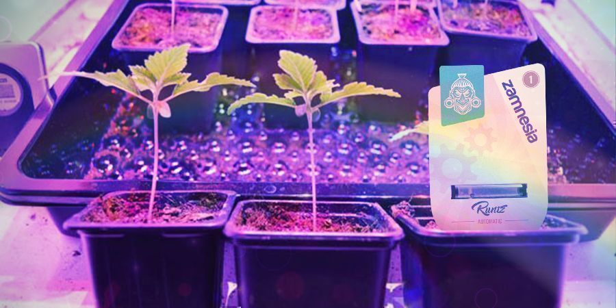 Como cultivar Runtz Auto 