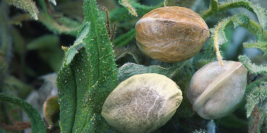 Benefícios do sal de Epsom: Melhora a absorção de nutrientes
