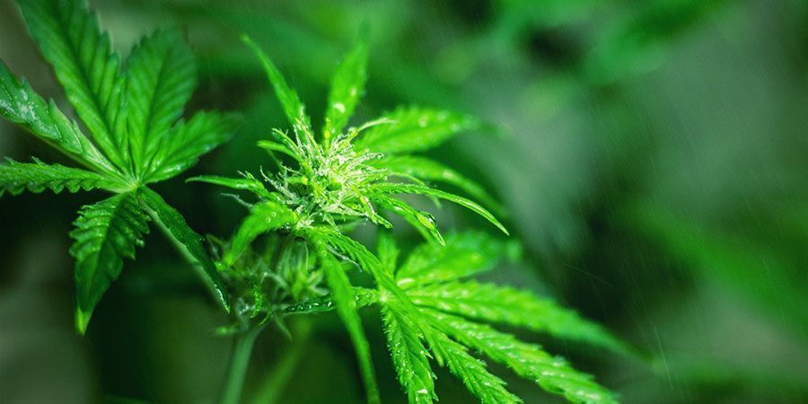 Benefícios do Sal de Epsom: Mantém a estrutura e saúde das plantas