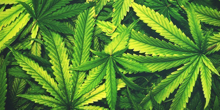 Benefícios do sal de Epsom: Essencial para plantas de longa vida