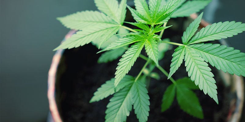 Drenagem - Cultivo de Cannabis