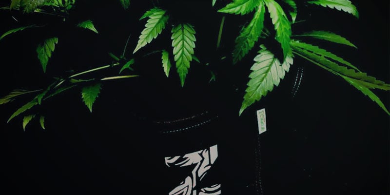 Flexibilidade - Cultivo de Cannabis