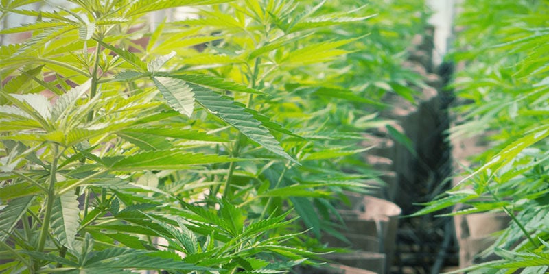 Ideal para Hidroponia - Cultivo de Cannabis