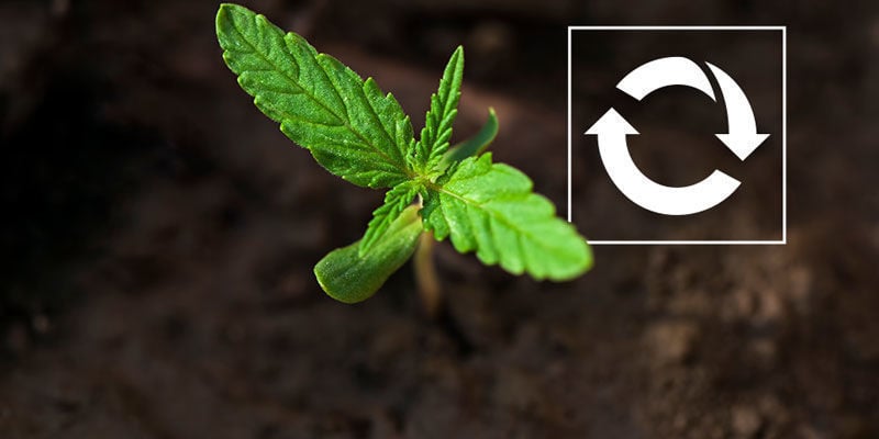Reutilizável - Cultivo de Cannabis