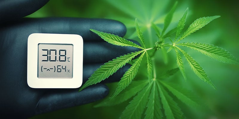 Temperatura - Cultivo de Cannabis