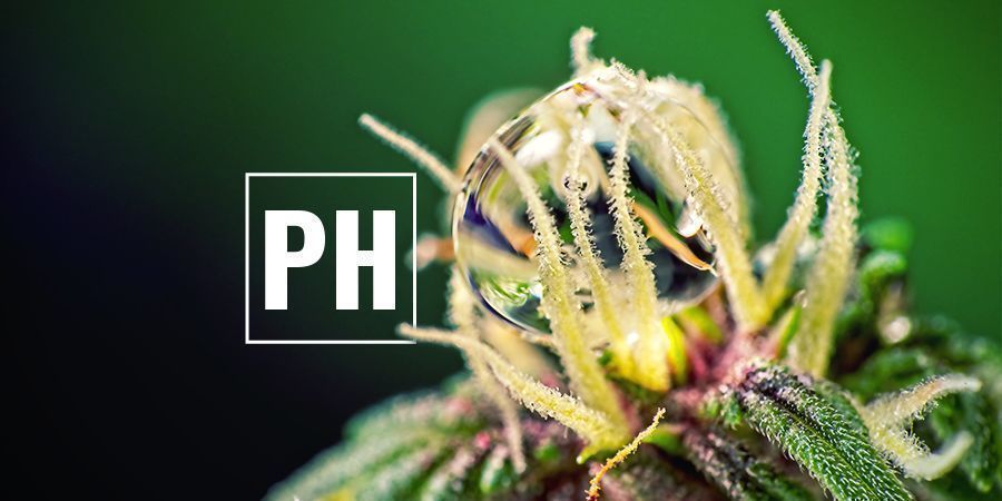 Otimizar os níveis de pH no cultivo de canábis