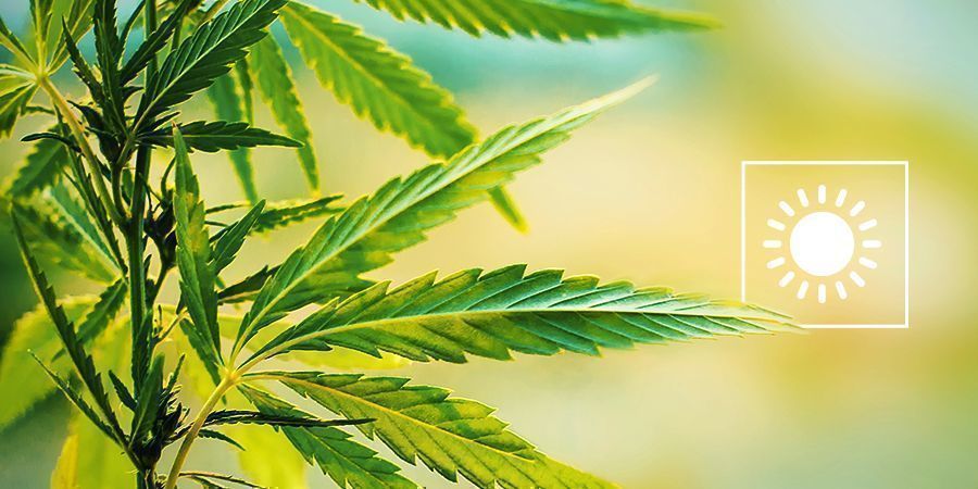 Escolha o período ideal para cultivar cannabis ao ar livre