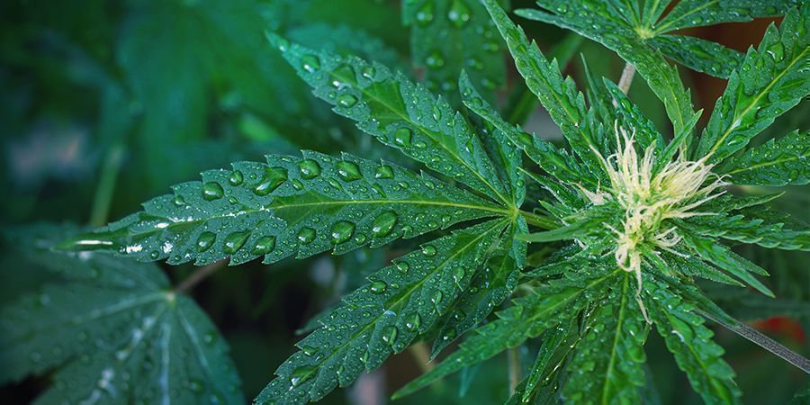 Regue corretamente as suas plantas de canábis