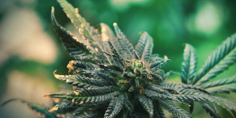 Resposta rápida a deficiências nas plantas de cannabis