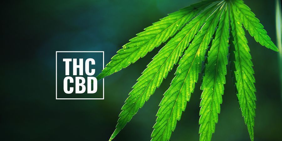 Plantas de canábis fotoperiódicas ricas em THC/CBD