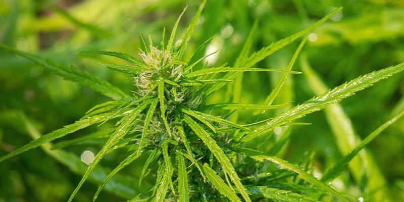 O Componente Autoflorescente: Cannabis Ruderalis
