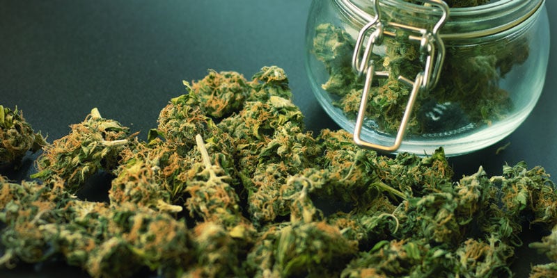 Diz Olá à Cannabis de Alto Rendimento