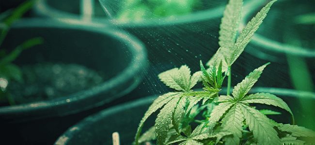Como saber quando a planta de canábis precisa de água - E quanto?