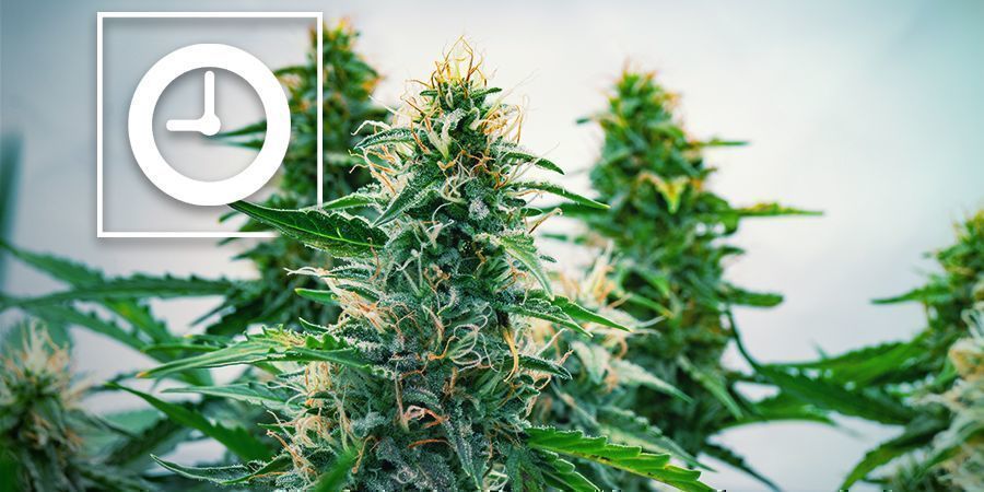 Como funcionam as plantas de canábis autoflorescentes?