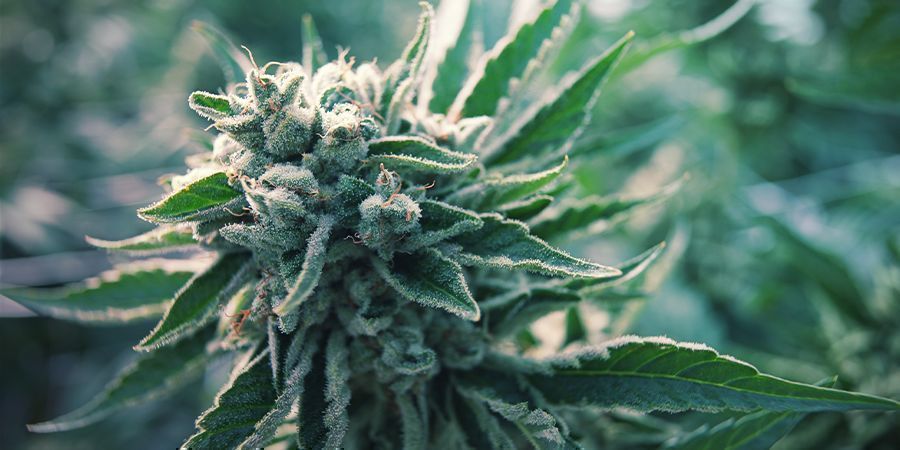 O Que São Variedades Autoflorescentes de Cannabis?