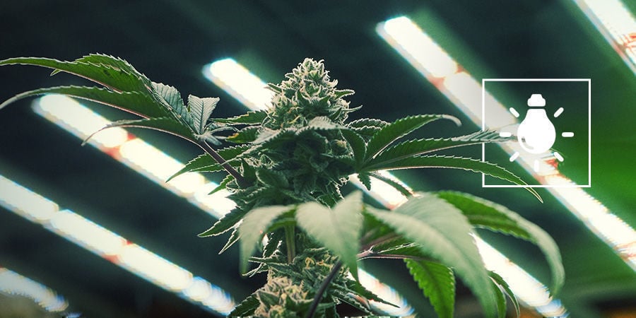 Quanta luz precisam as plantas de canábis?