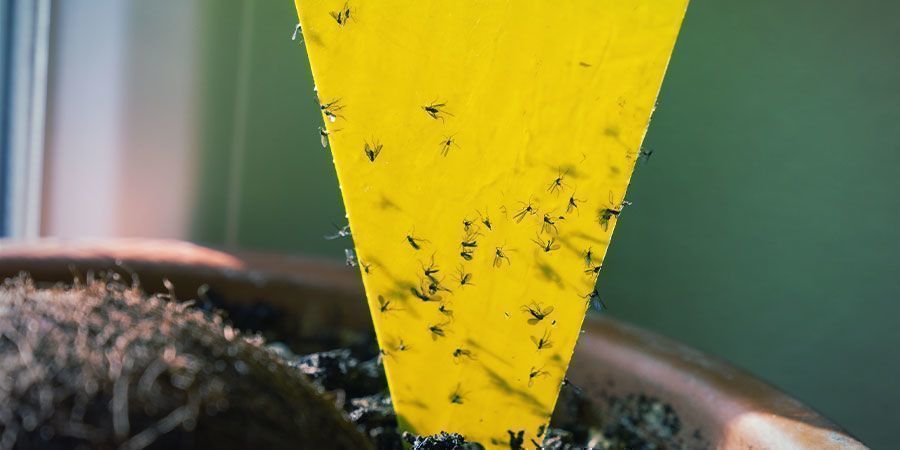 Como prevenir uma infestação de afídios-das-raízes: limpeza e rotina