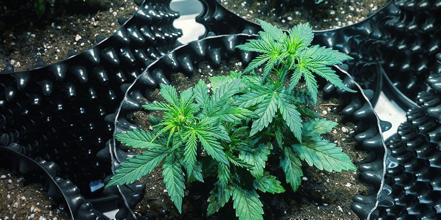 Como prevenir uma infestação de pulgões nas raízes: isole e verifique cuidadosamente novo material vegetal