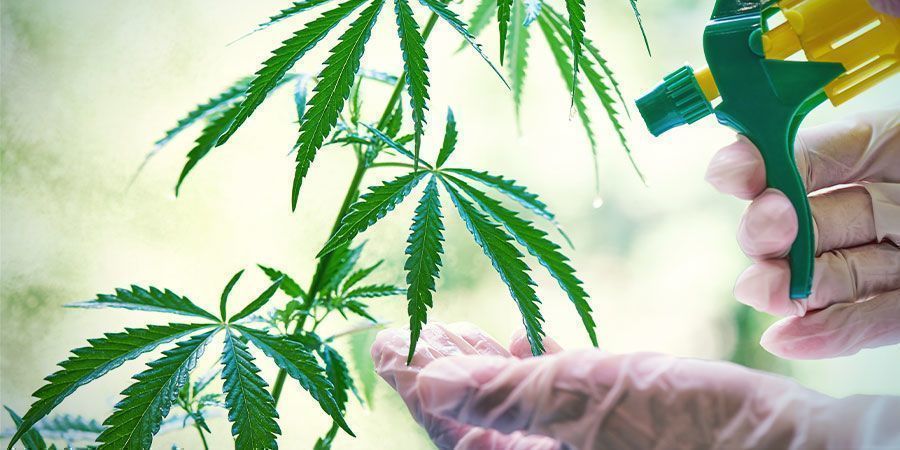 Controlo biológico de afídeos