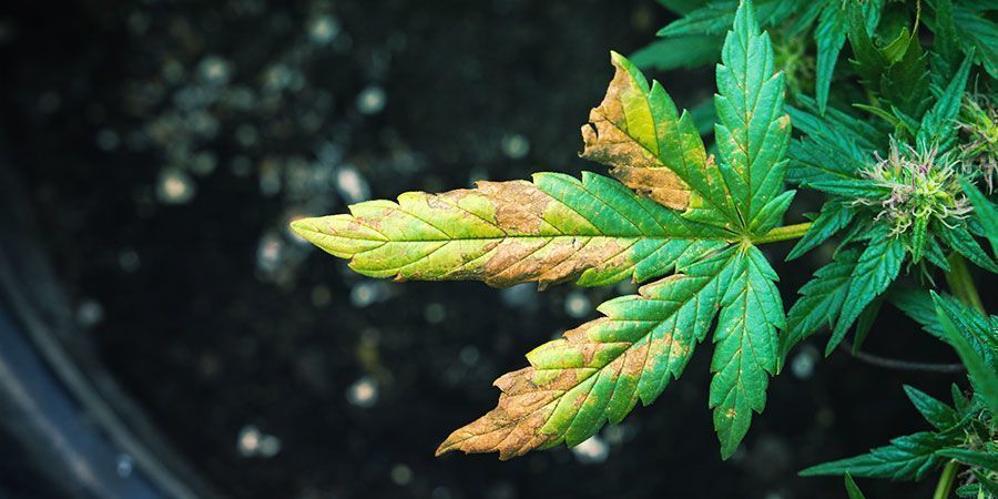 Planta de canábis infestada por afídeos-das-raízes: os sintomas