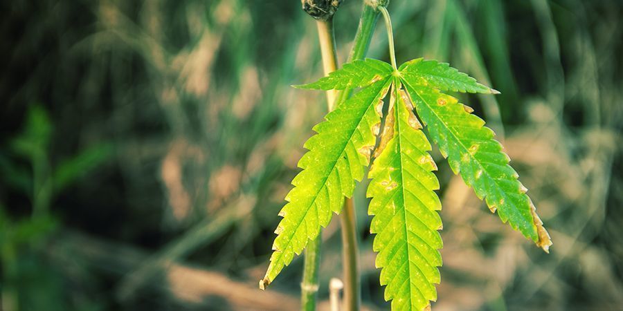 Consequências da má gestão da humidade