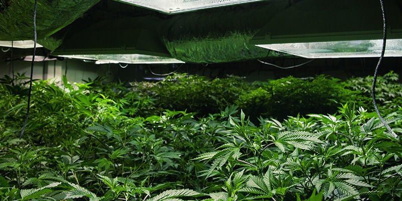 Fatores a ter em conta ao escolher um humidificador: dimensão da sala de cultivo