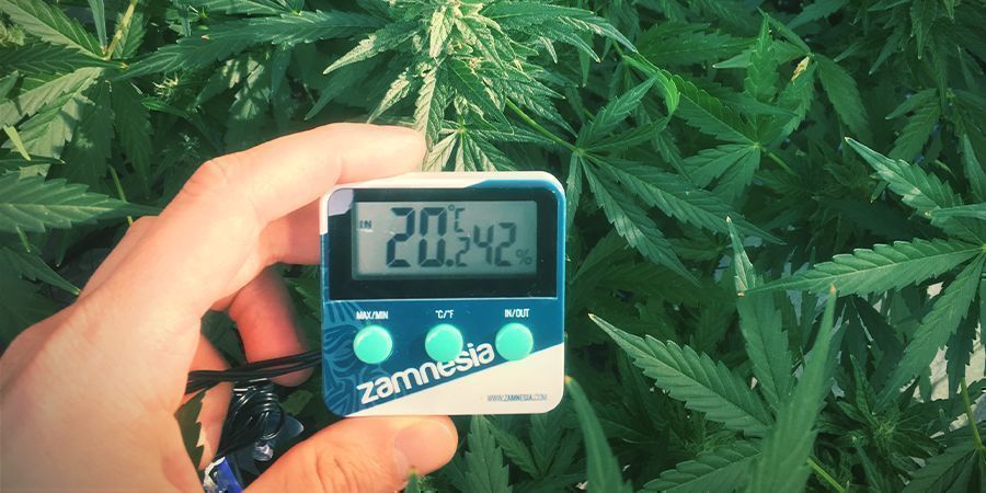 Níveis ótimos de humidade para plantas de canábis